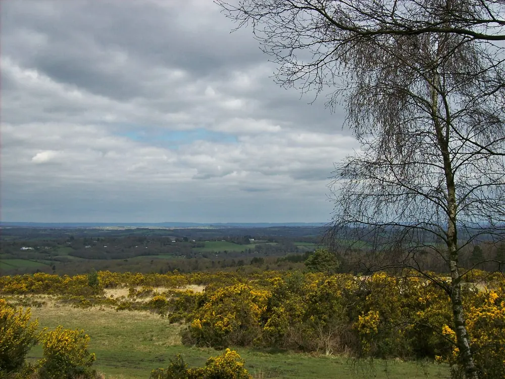 Open heathland with flowering gorse and a silver birch at Ashdown Forest