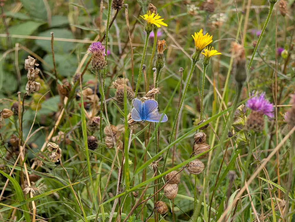 Common blue butterfly (Polyommatus icarus) among wildflowers