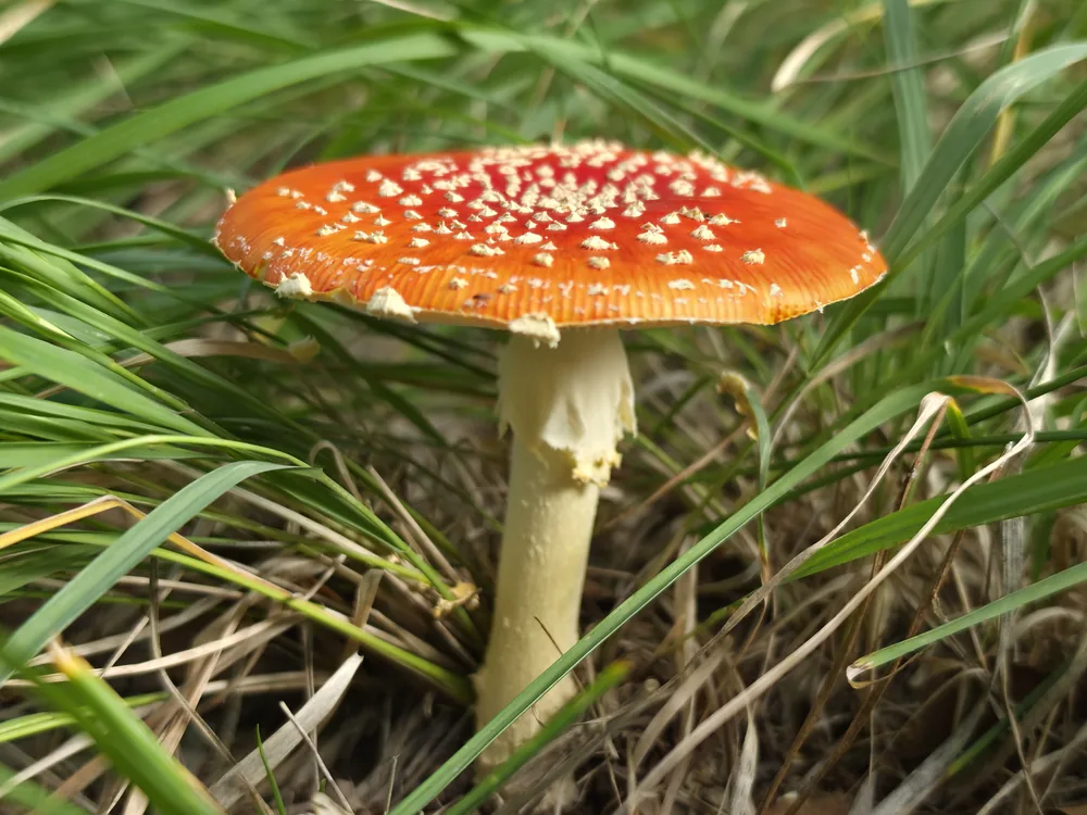Fly agaric (Amanita muscaria), a red toadstool with white spots, in grass