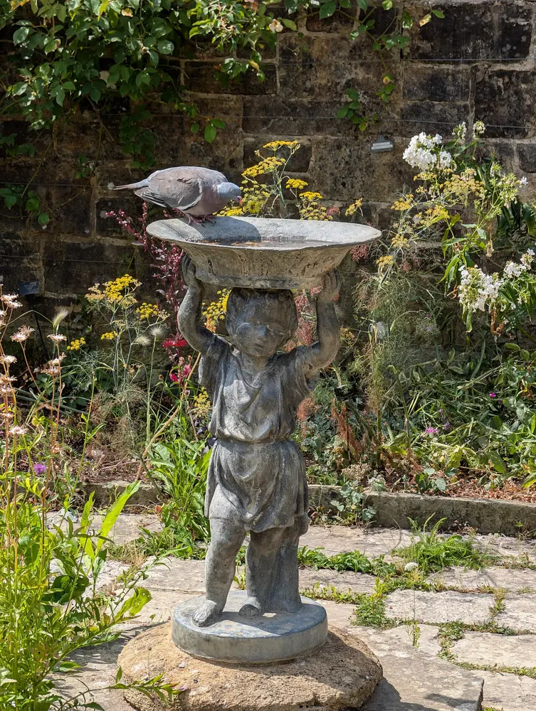 Woodpigeon (Columba palumbus) drinking from a garden bird bath
